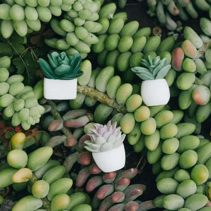 POTTED SUCCULENT PUSH PINS - SET OF 6
