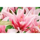 LILIES