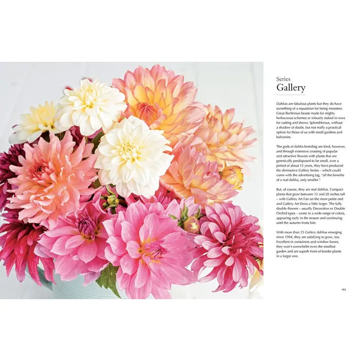 DAHLIAS: BEAUTIFUL VARIETIES FOR HOME & GARDEN (HARDCOVER)