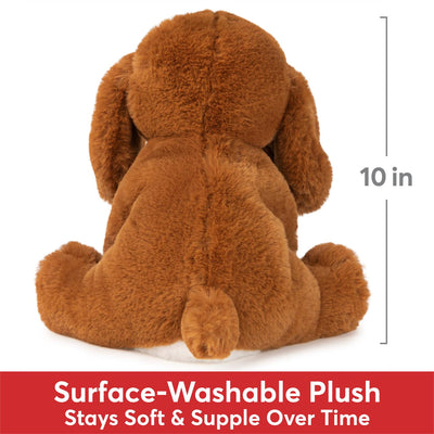Kian Spaniel 10