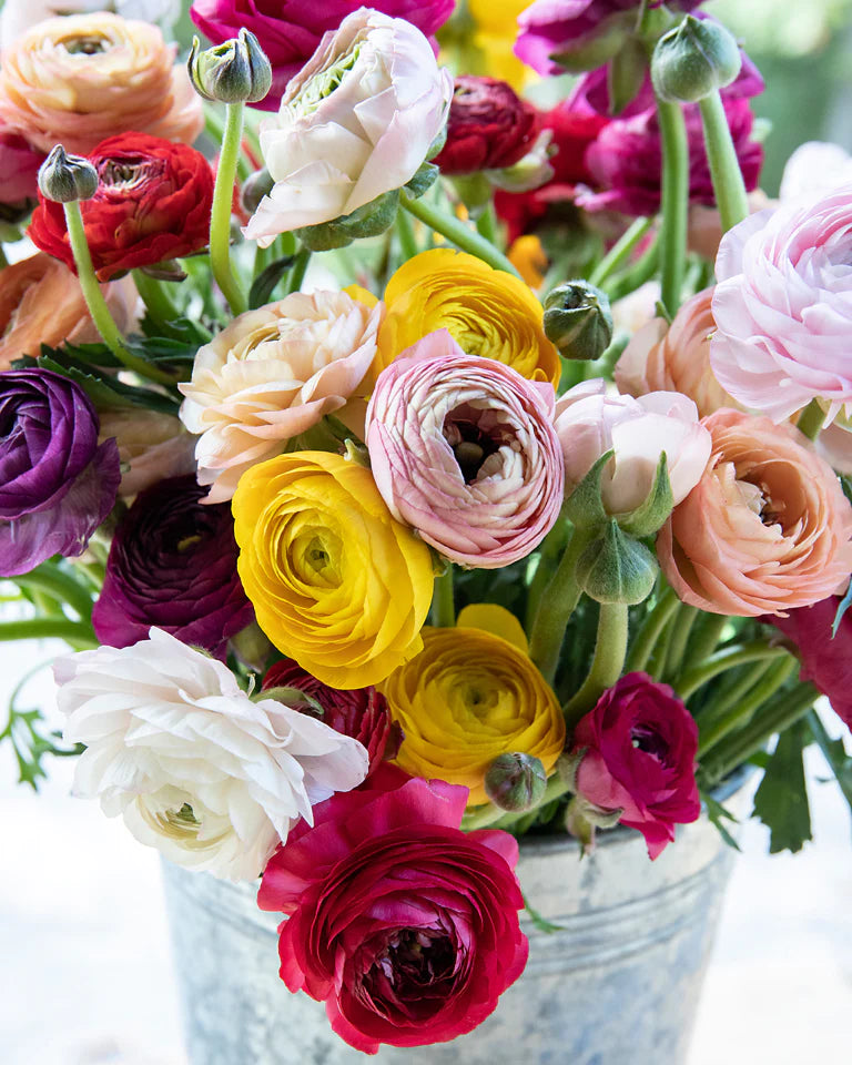 PETALS FOR ME