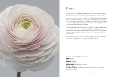 RANUNCULUS: BEAUTIFUL VARIETIES FOR HOME AND GARDEN