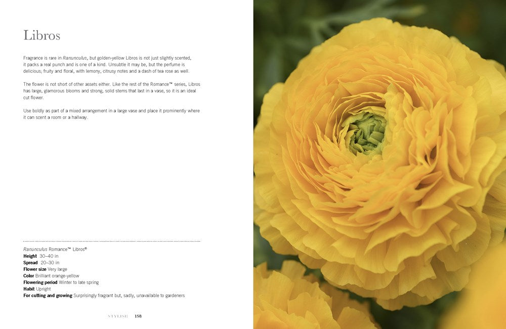 RANUNCULUS: BEAUTIFUL VARIETIES FOR HOME AND GARDEN