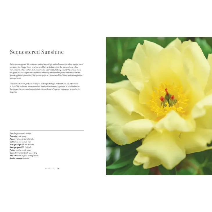 PEONIES