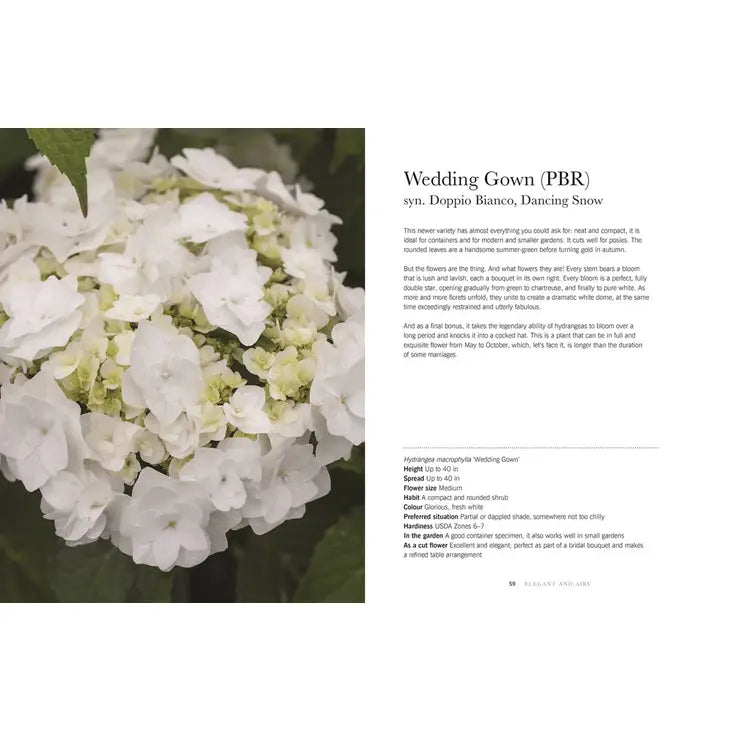 HYDRANGEAS