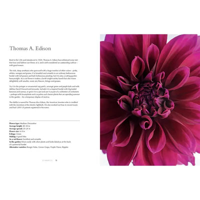 DAHLIAS: BEAUTIFUL VARIETIES FOR HOME & GARDEN (HARDCOVER)