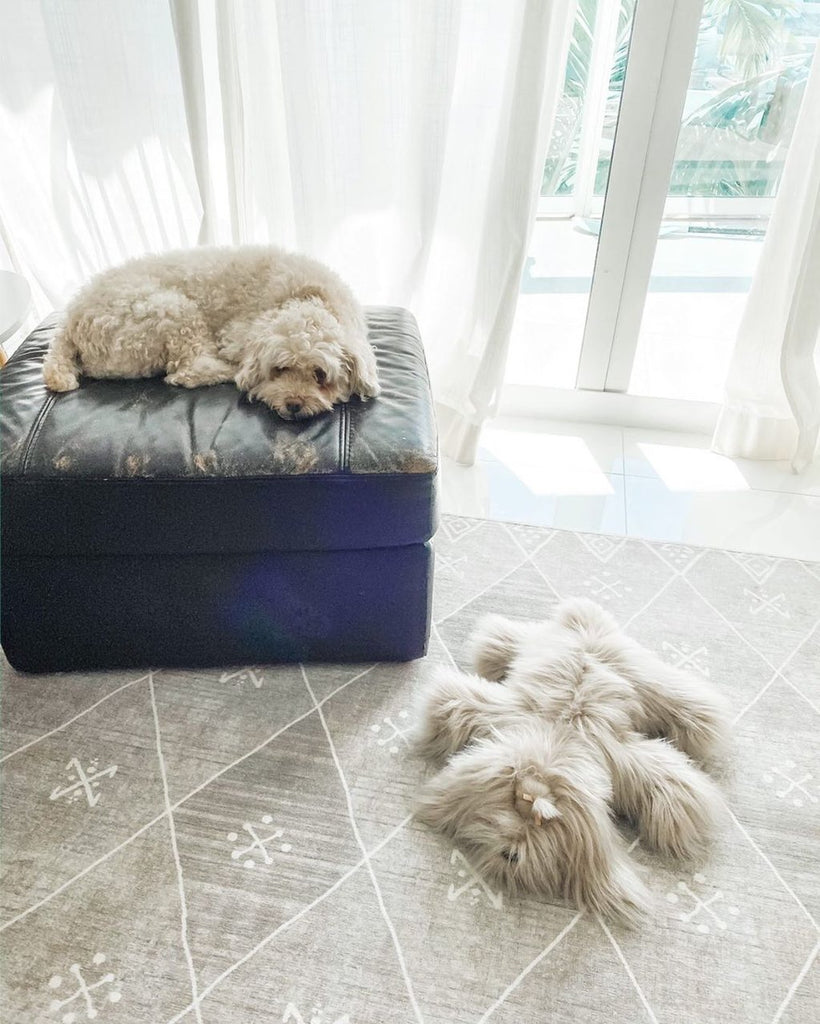 SCHANNEL LUX SHIH TZU DOG