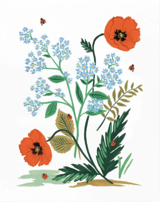 ICELAND POPPY ART PRINT