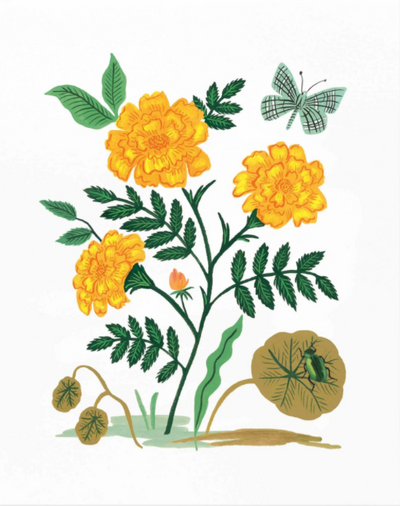 FRENCH MARIGOLD ART PRINT